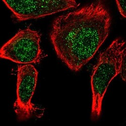 Neudesin Antibody, Novus Biologicals:Antibodies:Primary Antibodies
